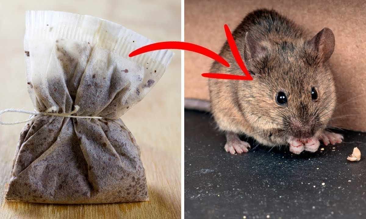 How to get rid of mouse of vole