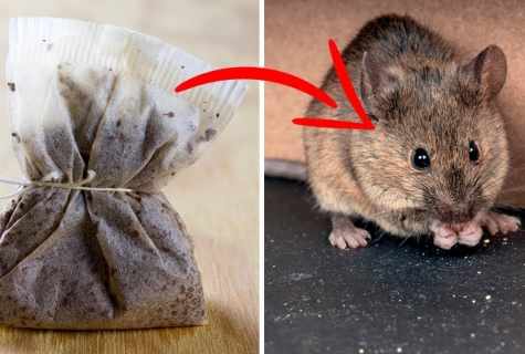 How to get rid of mouse of vole