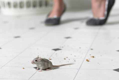 How to banish mice