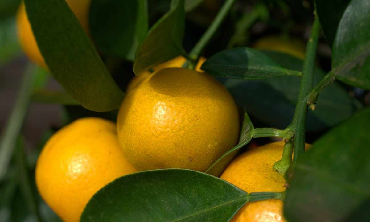 How to replace tangerine tree