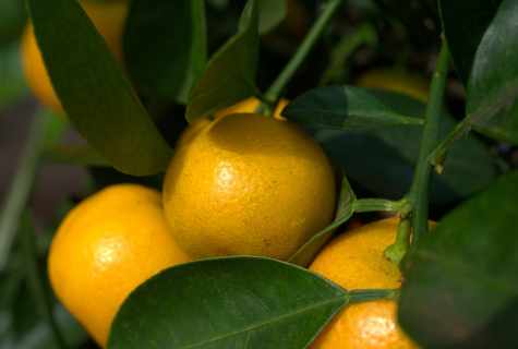 How to replace tangerine tree
