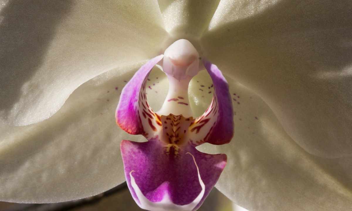 How to help orchid to blossom repeatedly