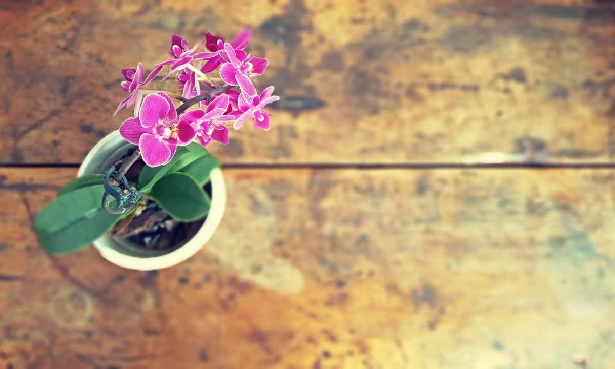 How to replace ""child"" of orchid