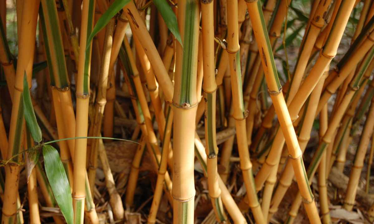 How to part bamboo