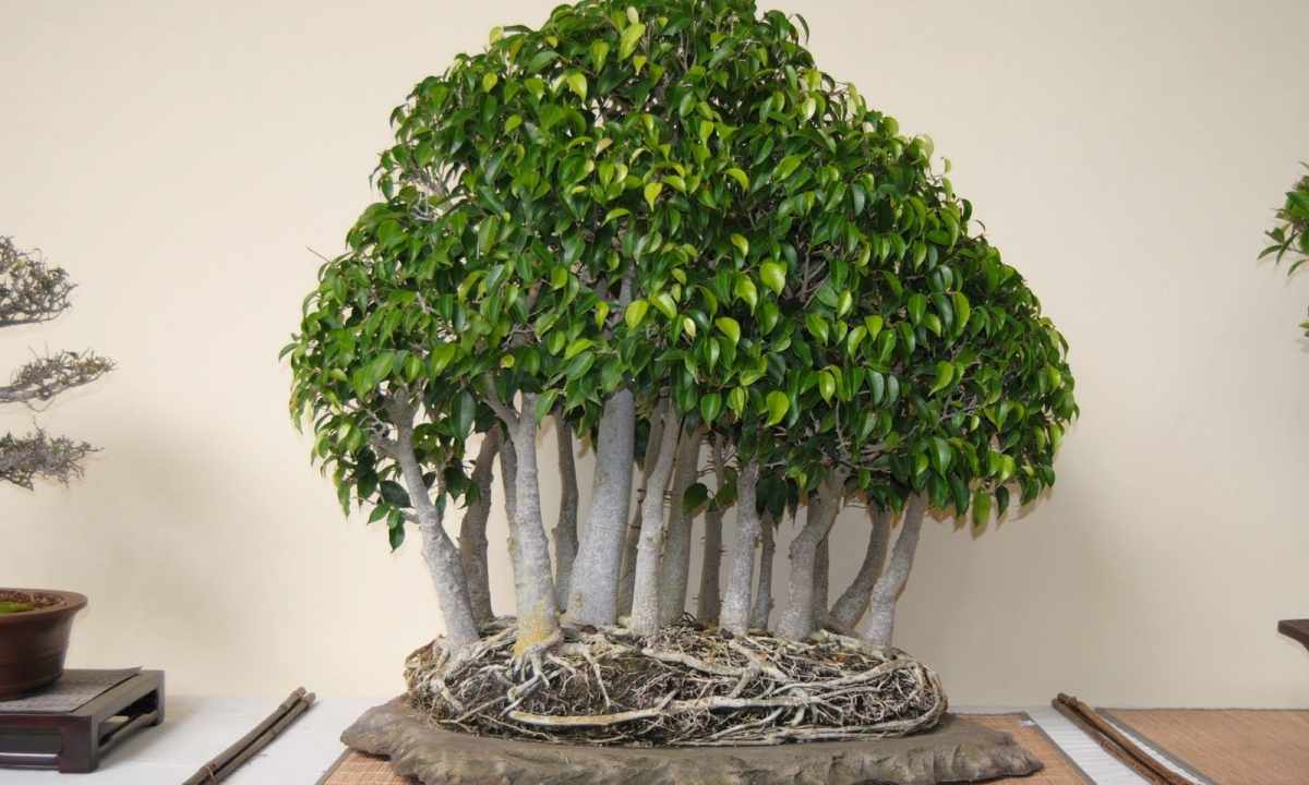 How to form ficus krone