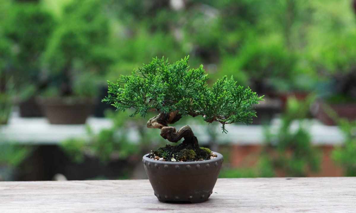 How to look after for bonsai