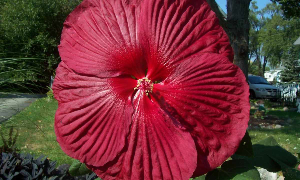 How to look after hibiscus