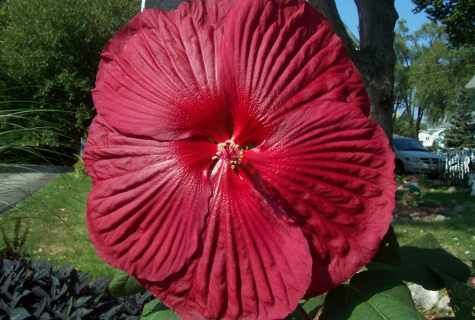 How to look after hibiscus