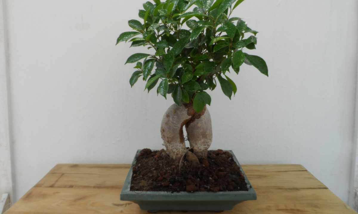 How to grow up bonsais from ficus