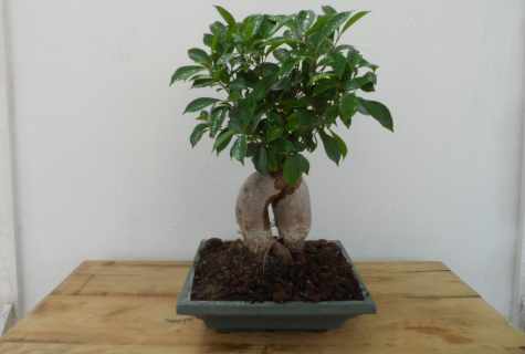 How to grow up bonsais from ficus