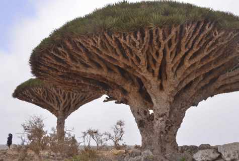 How to part dragon tree