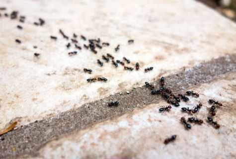 How to remove ants on the site
