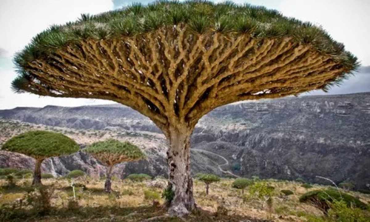 What leaving is necessary to dragon tree