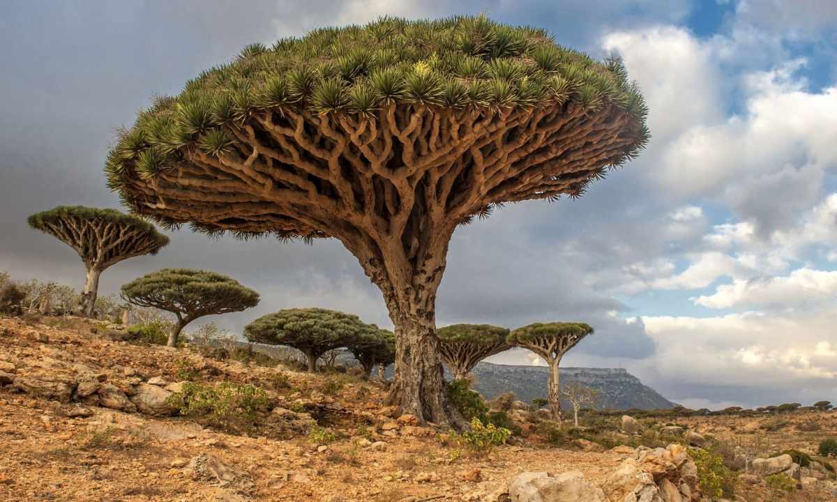 How to replace dragon tree