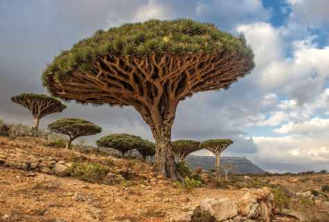 How to replace dragon tree