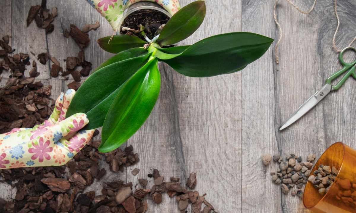 How to replace orchid in pot