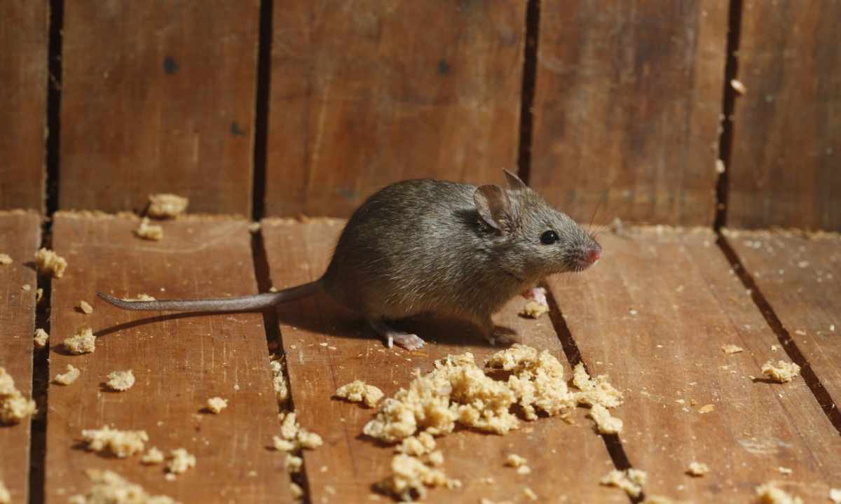 All about mice and how to get rid of them