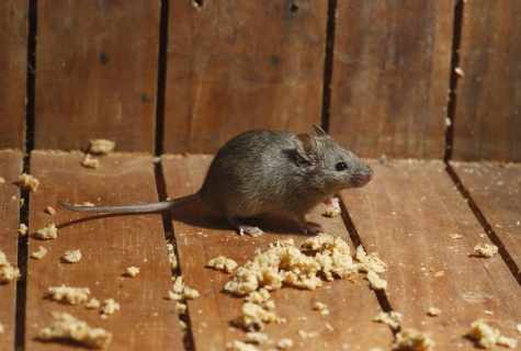 All about mice and how to get rid of them