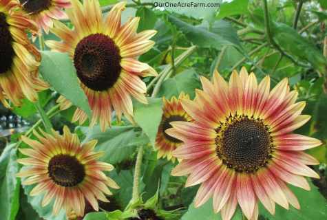 How to grow up sunflower