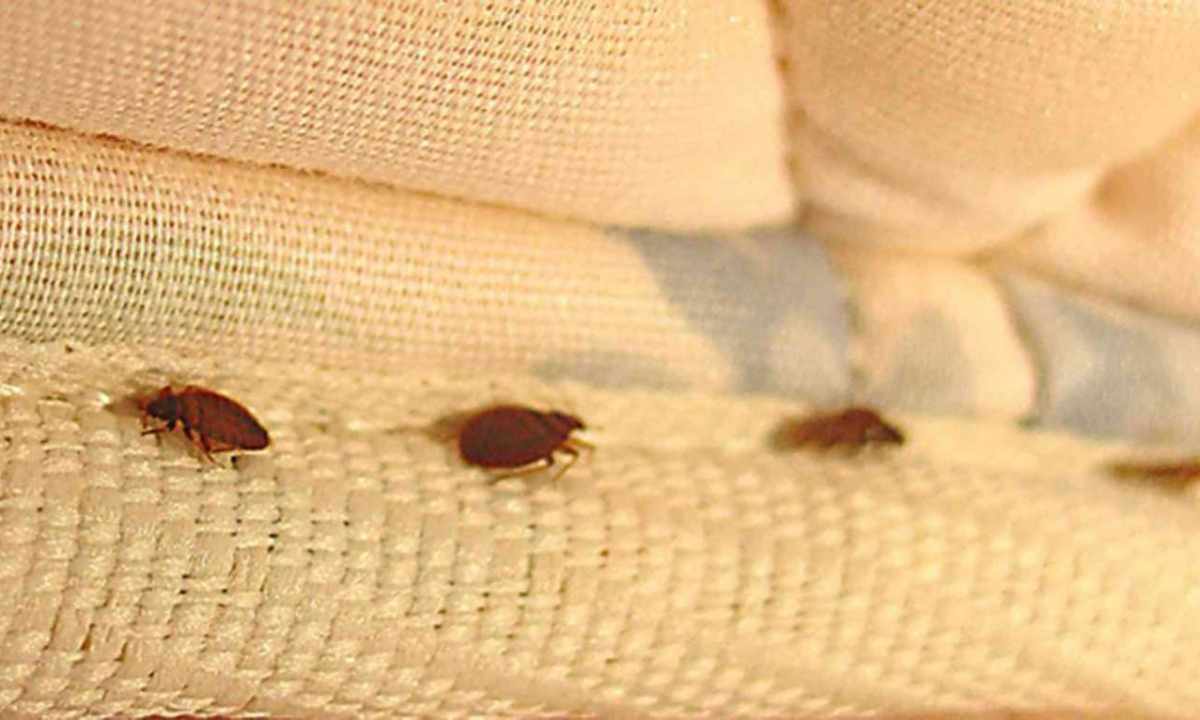 How to get rid of bugs in the apartment