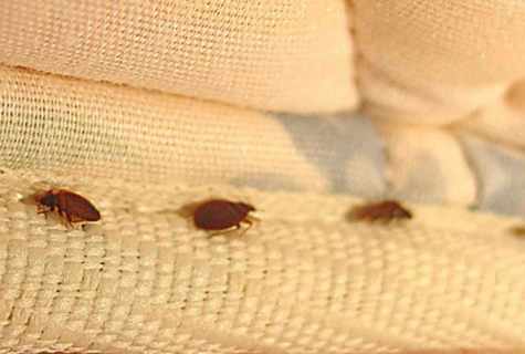 How to get rid of bugs in the apartment