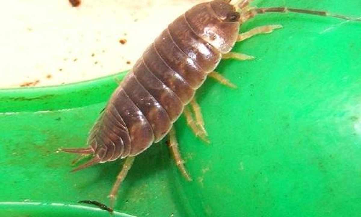 How to get rid of wood louse in the bathroom