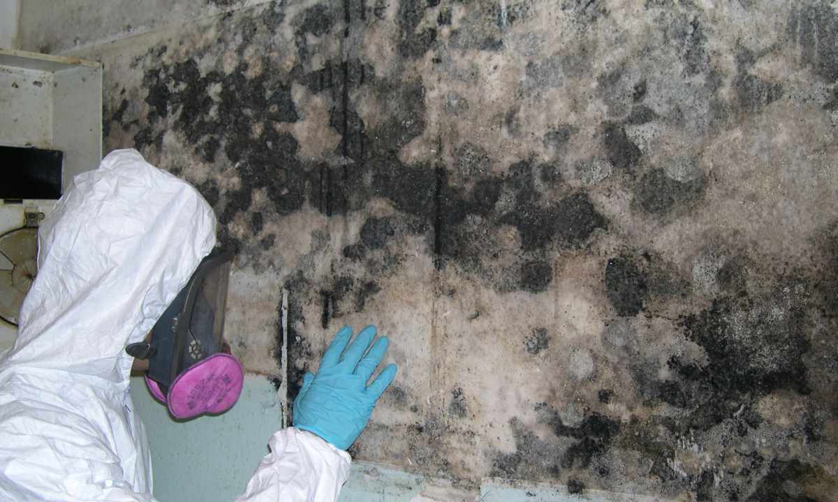 How to remove mold in the apartment