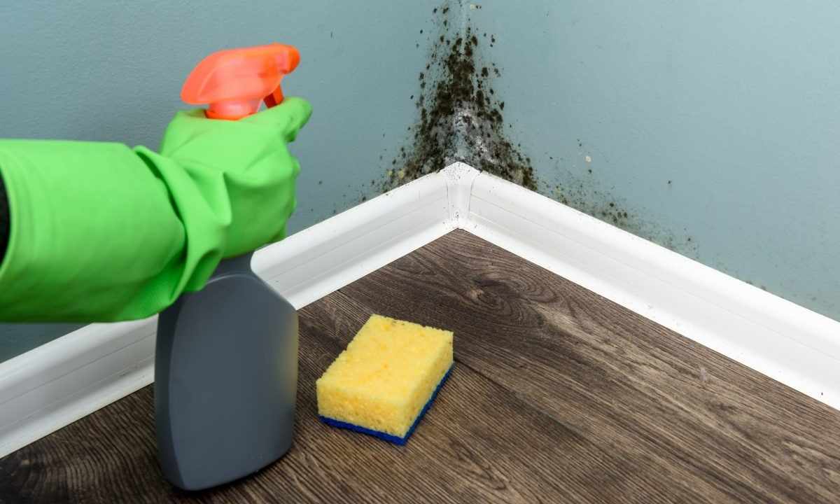 How to remove mold from wall-paper
