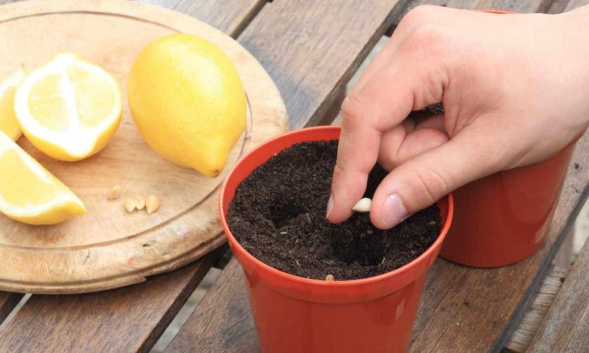 How to grow up the fructifying lemon from stone