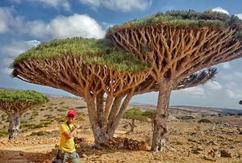 Why the dragon tree turns yellow