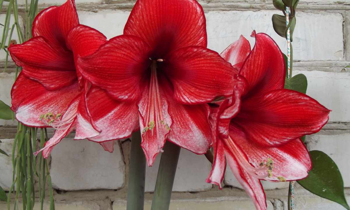 How to replace Amaryllis