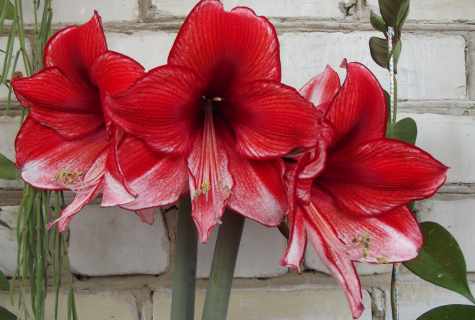 How to replace Amaryllis