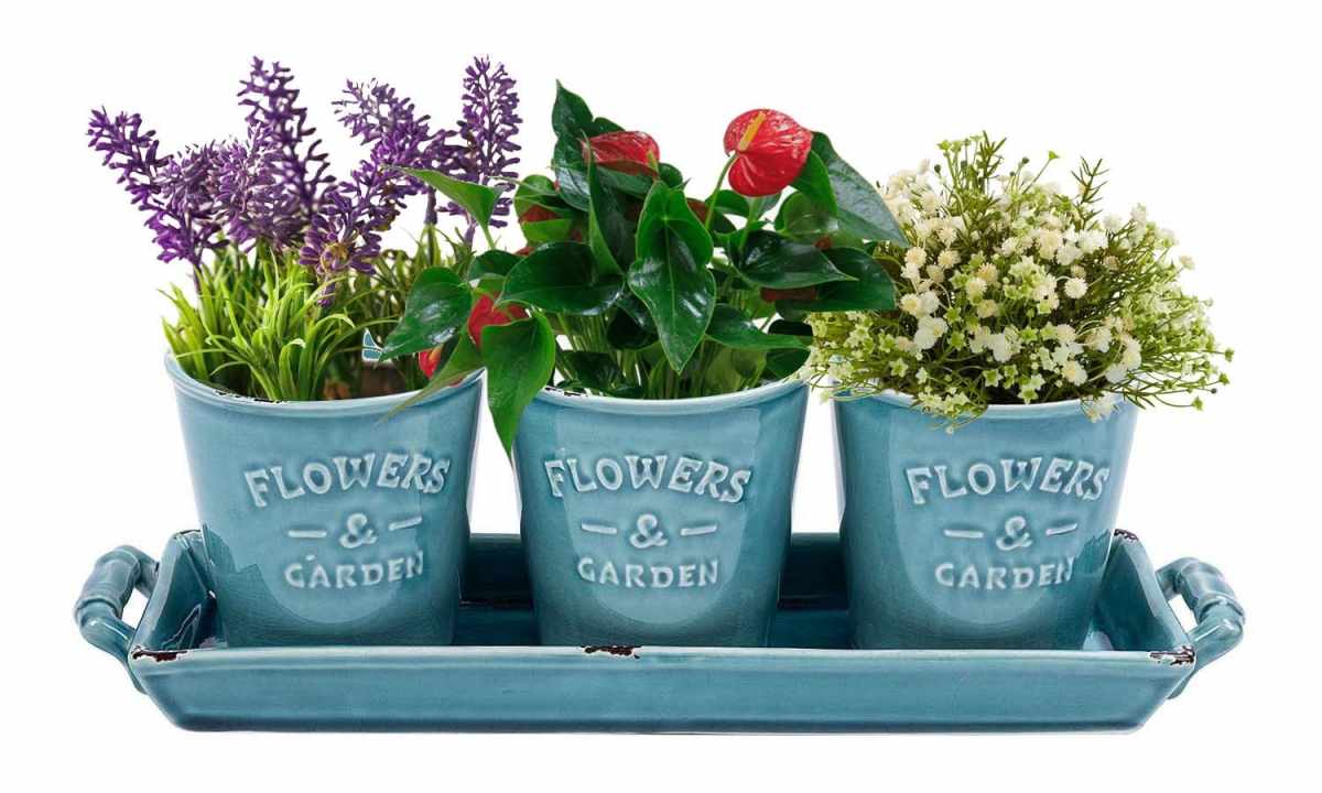 What flower in pot it is the as a gift best of all to choose