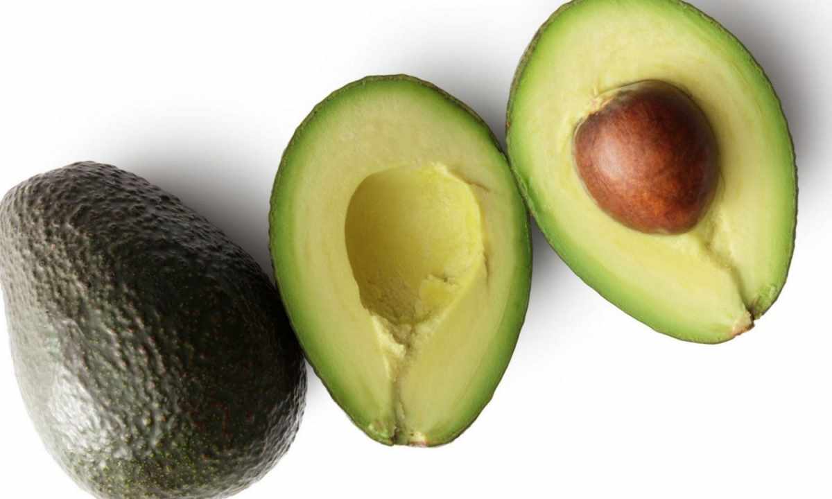How to grow up avocado in the house