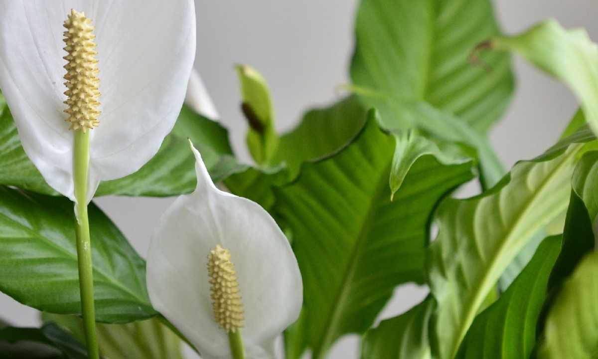 Spathiphyllum: why tips of leaves dry