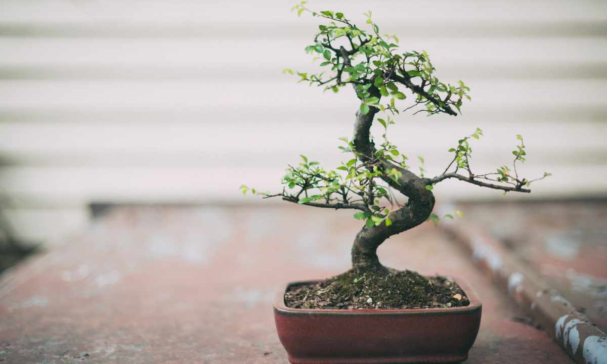 How to replace bonsai