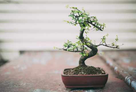 How to replace bonsai