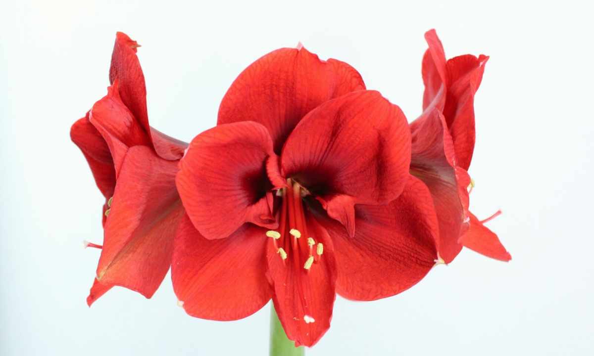 How to grow up Hippeastrum