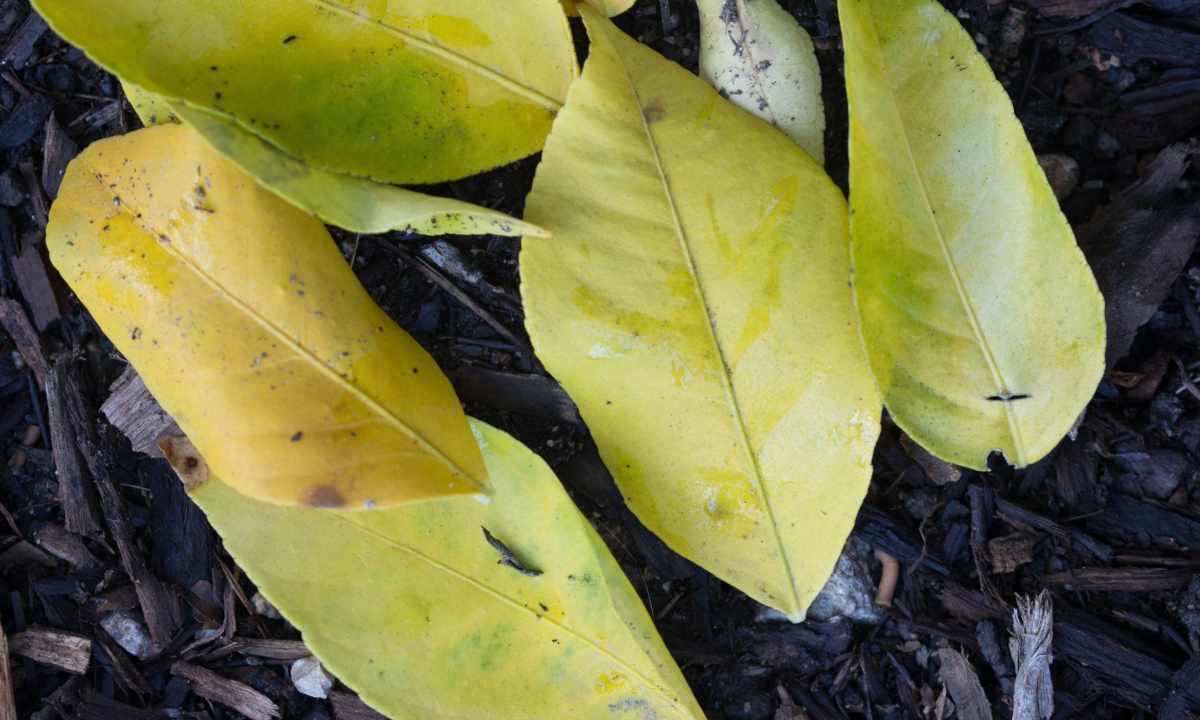 Why at dragon tree leaves turn yellow and dry