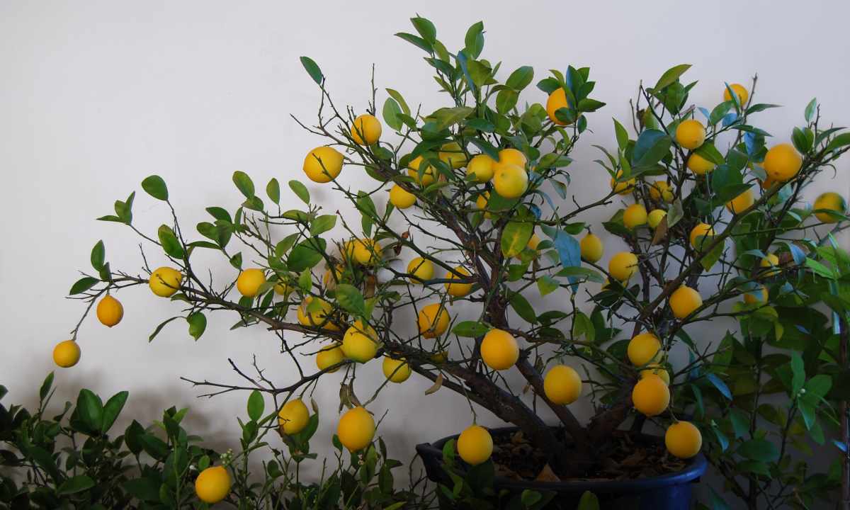 How to grow up lemon from house stone