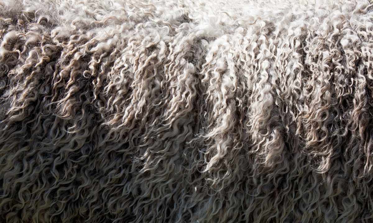 How to erase blanket from sheep wool