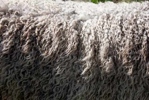 How to erase blanket from sheep wool