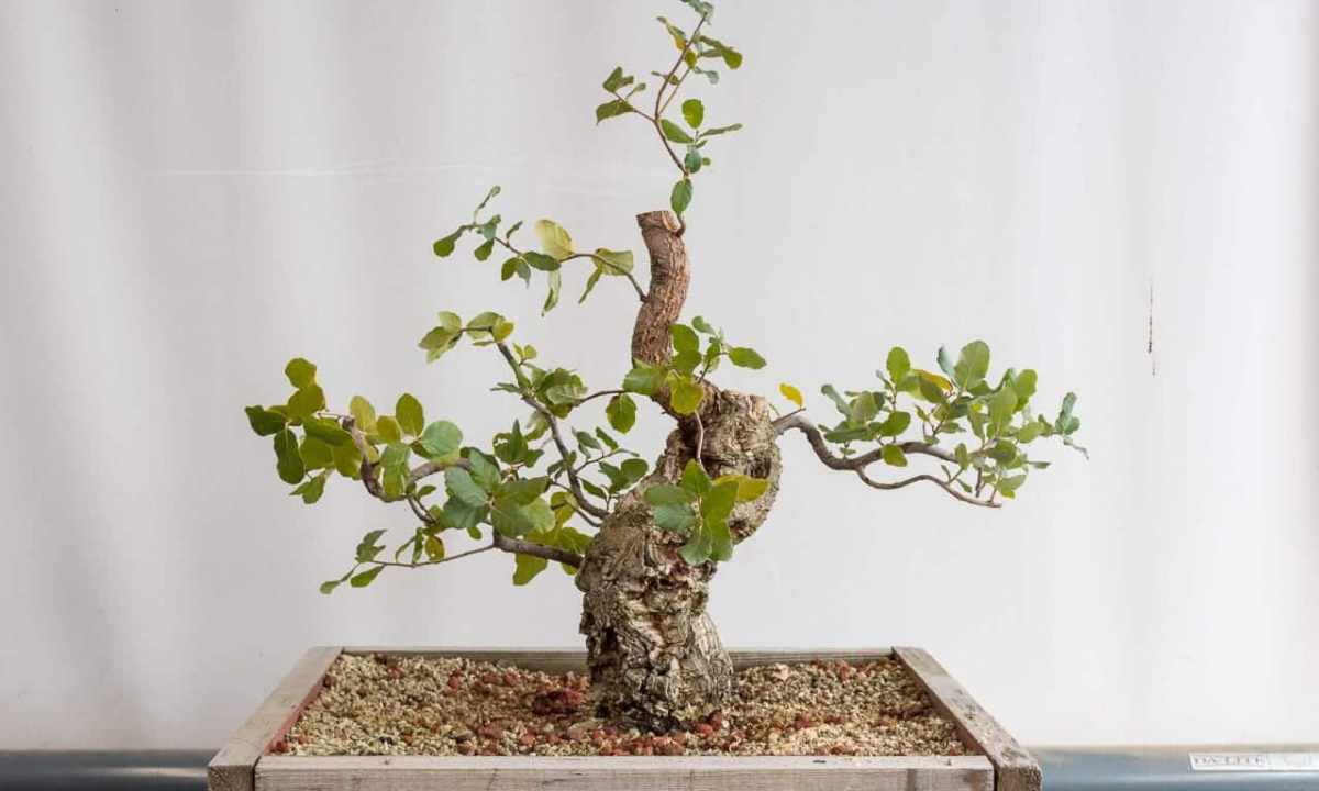 How to grow up bonsai from oak