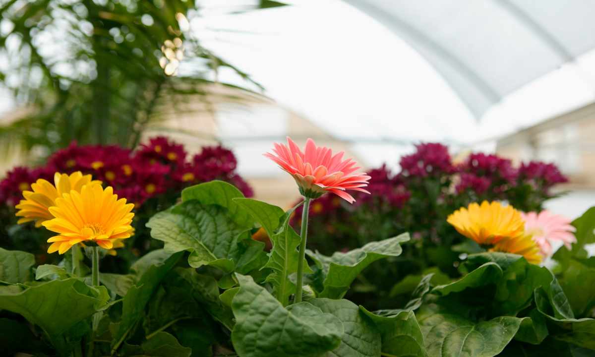 How to grow up gerbera in house conditions