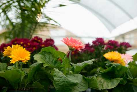 How to grow up gerbera in house conditions