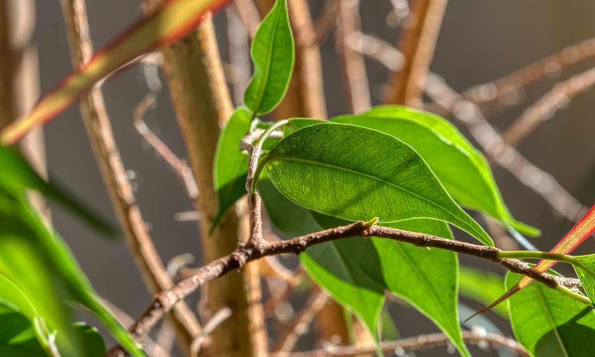 Why ficus leaves turn yellow