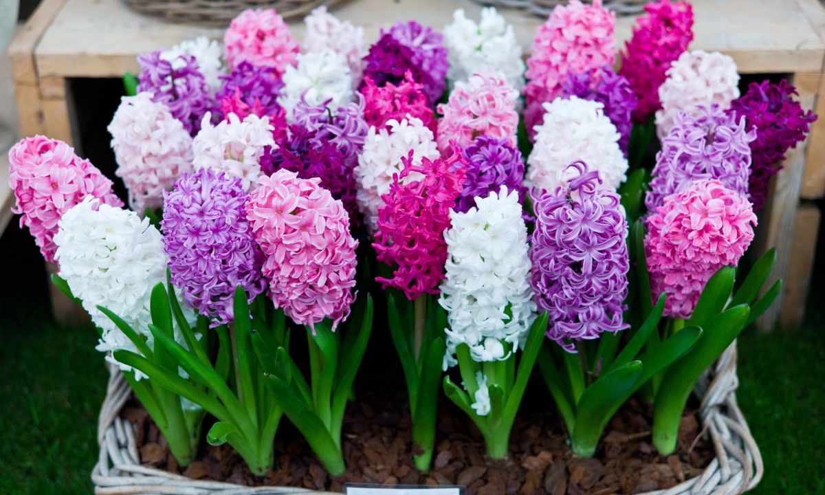 How to grow up hyacinth in house conditions