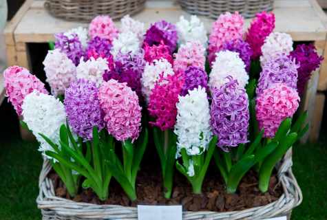 How to grow up hyacinth in house conditions