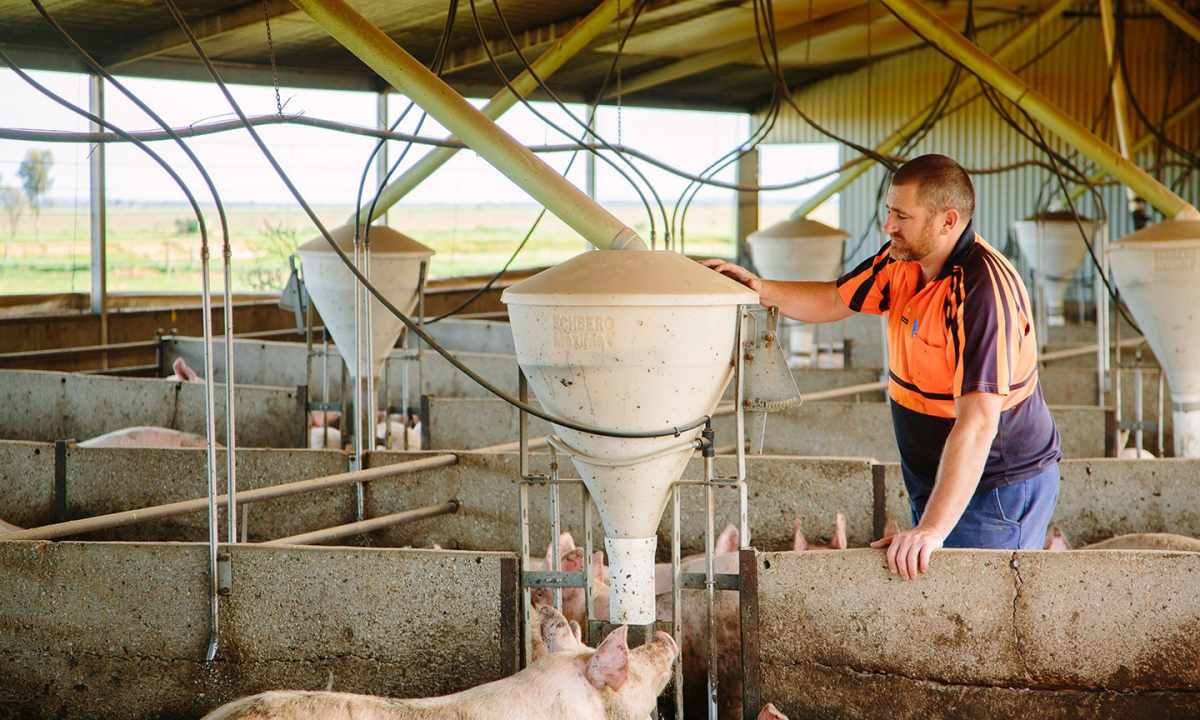 How to construct mini-pig farm