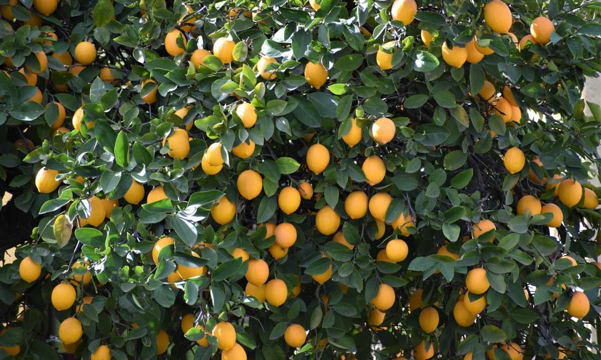 How and when to impart lemon tree